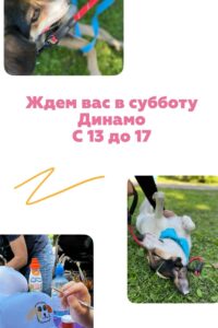 АНО «Симба» приглашает воронежцев на благотворительную акцию «Добрая суббота»